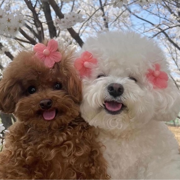 Meet your Posher, Laura - Picture 1 of 1